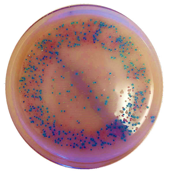 multi segment plating result plate